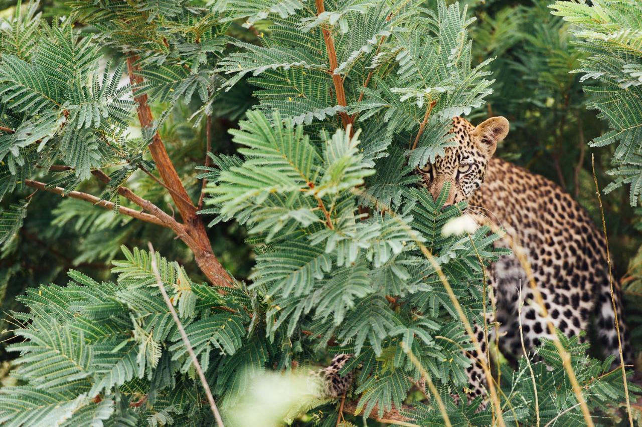 Tanda Tula Safari Camp Villa Timbavati Vadrezervátum Kültér fotó